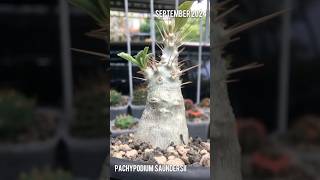 Pachypodium Saundersii grow progress on september 2024 pachypodium caudex dessertplants [upl. by Ines599]