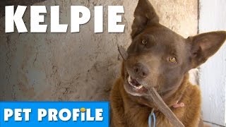 Australian Kelpie Pet Profile  Bondi Vet [upl. by Kimberley20]