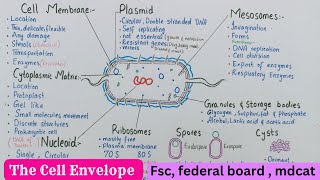 The bacterial cell envelope  cell membrane nucleoid plasmid mesosomes spores  cyst  class 11 [upl. by Ekalb]