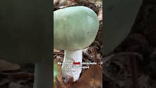 Gołąbek zielonawy Russula virescens Jadalny i smaczny grzyb mycology grzyby fungi natura [upl. by Cavuoto451]