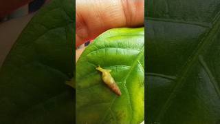 Snail 🐌 subulina octona shorts youtubeshorts animals [upl. by Eniamirt]