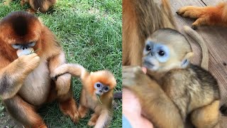 A bite of paradise for the golden monkey 🐒🍃 FeastInTheWild [upl. by Kcirdnek]