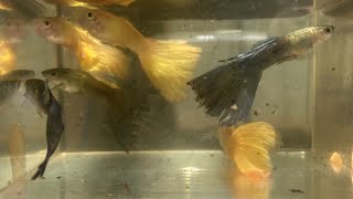 Comparing males of largesized Micariff to mediumsized Blue Delta Tail guppy strains [upl. by Eneres]