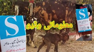 Terramycin inj veterinary injectionraso oxytetracycline goats master gujrat rasomycin [upl. by Akirdnuhs]