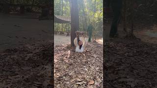 Amazing Cu Chi Tunnels Vietnam 🇻🇳 shorts travel [upl. by Eniretak]