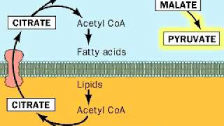 Fatty acids from Acetyl CoA [upl. by Pellet]