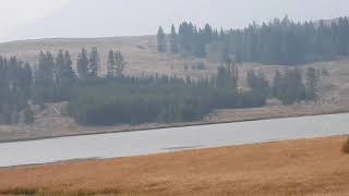 Incredible Camera Zoom on Wildlife  Bald Eagle  Yellowstone National Park Nikon P950 [upl. by Natehc836]