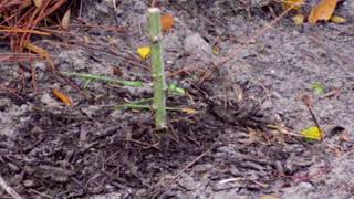 Growing hybrid willow trees from stems— fast— privacy fence\screen [upl. by Orecic]