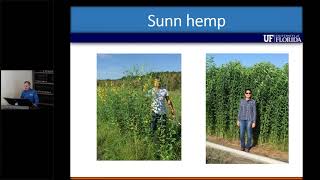 The use of sunn hemp as a cover crop and forage in Florida [upl. by Araminta602]