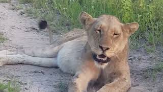 Talamati Breakaway Lion Pride Sightings  10 January 2024 [upl. by Halland]