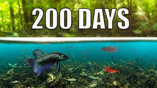 The Tiny Swamp Forest Ecosystem 200 day evolution [upl. by Hallam]