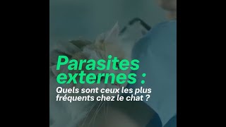 Comment savoir si mon chat a des parasites [upl. by Sophey898]