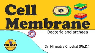 Cell Membrane of Bacteria and Archaea animation plasmamembrane [upl. by Nimrak]