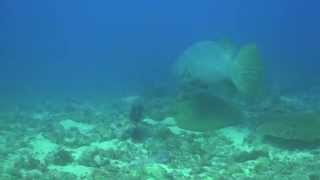 Epinephelus lanceolatus  mérou lancéolé ou géant [upl. by Etnom]