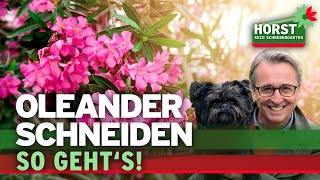 Wie schneidet man den Oleander zurück  Horst sein Schrebergarten [upl. by Mirabelle]