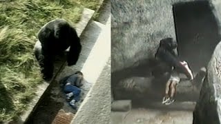 Kids Have Fallen Into Gorilla Enclosures In The Past But With Different Endings [upl. by Assetniuq648]