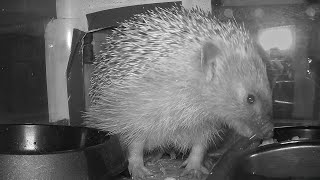 Hedgehogs  Inside Sandys feeder  21 Nov 2024 [upl. by Konstance]