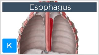 Esophagus Definition Function and Structure  Human Anatomy  Kenhub [upl. by Hoppe]