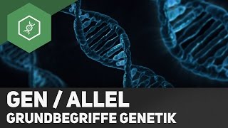 Gen  Allel  Unterschied  Grundbegriffe Genetik 2 [upl. by Blossom]