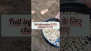 How to grow coriander at home gardening nature plant voiceofplant shorts viral india [upl. by Rodablas183]