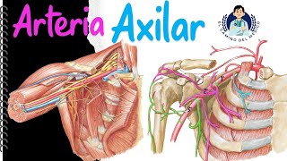 Arteria Axilar ‐ Fácil y Didáctico [upl. by Ahteral454]