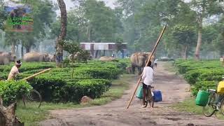 Wild Elephant vs Tea Garden Workers A Close Encounter [upl. by Klapp]