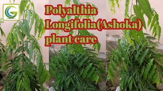 How to grow and care Polyalthia Longifolia Ashoka plant Gardening care [upl. by Tereve]