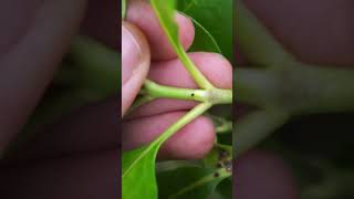 How to differentiate karamu from karamu botany newzealand [upl. by Porta]