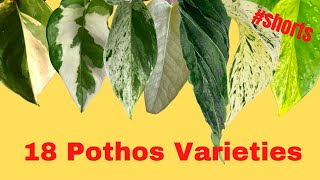 18 Pothos varieties with NAMES  Epipremnum types  SHORTS MOODY BLOOMS [upl. by Nic]