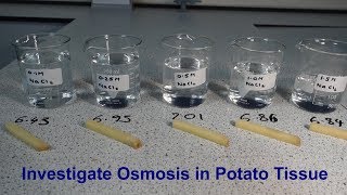 Osmosis Required Practical GCSE Biology [upl. by Ahsaekal]