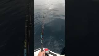 Big doggie mackerel fishing mackerel boatfishing fishingvideo shorts [upl. by Kial]