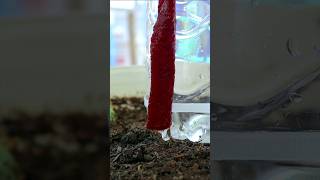 Automatic drip water bottles v87garden gardening irrigation [upl. by Annunciata952]