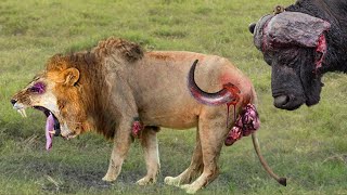 Shocking Moments When Painful Lions Are Attacked And Tortured By Africas Deadliest Preys [upl. by Jain]