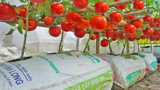 Grow tomatoes for your family with this method you wont have to buy tomatoes anymore [upl. by Gaddi]