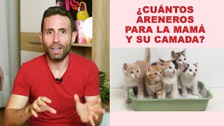 ¿Cuántos areneros debo tener para una mamá gata y sus gatitos [upl. by Sikram]