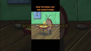 The Termites can eat wood freely But how do they do it [upl. by Alessig376]