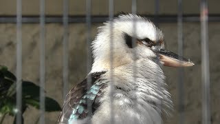 ワライカワセミ 上野動物園 2017年12月17日 [upl. by Llerat822]