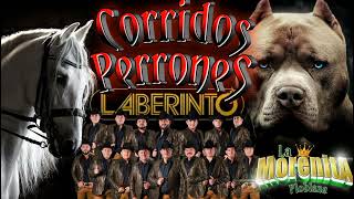 corridos perrones mix Grupo laberinto [upl. by Dempster527]