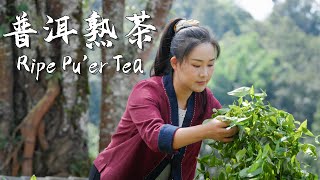 Jingmai Puer Tea — The Heritage of Yunnans ThousandYear Tea Culture【滇西小哥】 [upl. by Quiteria]