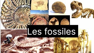 Les fossiles et la fossilisation Questions  Réponses [upl. by Kutzenco]