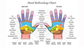 Reflexologie palmaire  Acupression  Massage des mains  Carte des zones reflexes [upl. by Altis383]