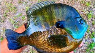 BLUEGILL that are BIGGER THAN the FRYING PAN [upl. by Reteip]