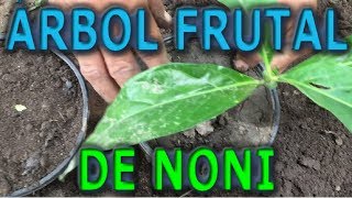 COMO REPRODUCIR EL ÁRBOL FRUTAL DE NONI POR SEMILLA Morinda citrifolia [upl. by Lowson823]