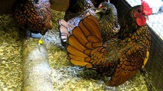 GOLD SEBRIGHT BANTAMS FROM CHESHIRE POULTRY [upl. by Nosa752]