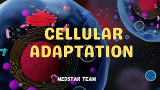 Cellular adaptation Hujayra moslanishi  Hypertrophy Hyperplasia Atrophy Metaplasia Dysplasia [upl. by Melania]