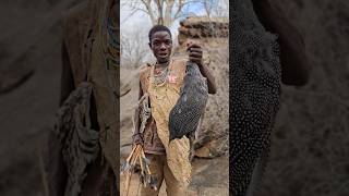 Hazabe Big Guinea Fowl Huntshortsfeed hadzabetribe [upl. by Tioneb]