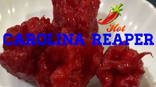 CAROLINA REAPER CHALLENGE INDONESIA [upl. by Amis]