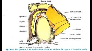 Mantle cavity Pila globosa [upl. by Heck]