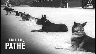 War Dogs Reel 1 1961 [upl. by Punke]