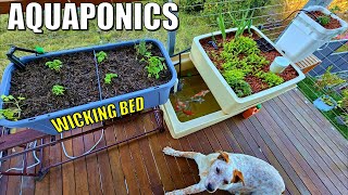 How to Make Soil Wicking Bed amp Dutch Bucket for your Aquaponics System [upl. by Enytsirhc]